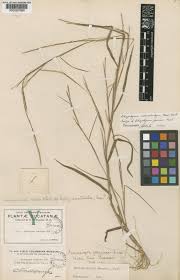 Image result for Schizachyrium brevifolium