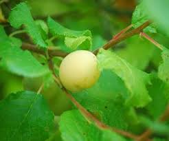 The shortlist includes a hawthorn planted by mary queen of scots and a photographers' favourite stunted oak tree. Guthrie S Late Green Plum Fruit Trees For Sale Order Online