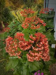 Image result for Clerodendrum fuscum