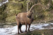 Elle a été vue 66898 fois, dure 01:16 mns et a reçu 177 votes (80%). Alpine Ibex Wikipedia