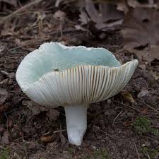Image result for Russula sp