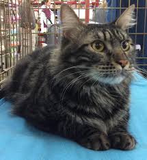 Pin On Maine Coon