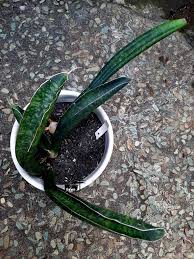 Image result for Sansevieria sinus-simiorum