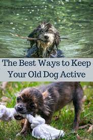 The Best Ways To Keep Your Old Dog Active Caring For A Senior Dog Senior Dogs Care Old Dogs Senior Dog