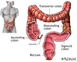 Many other important clinical questions in relation to duodenal adenomas remain unanswered. Intestine Location In The Abdomen