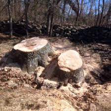 Maybe you would like to learn more about one of these? Tree Service Fairfield Ct Clear Cut Tree