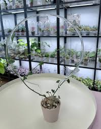 Image result for Corallocarpus bainesii