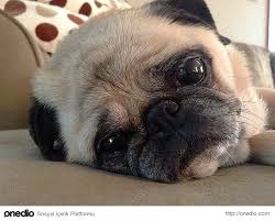 Keder Ve Izdirapla Can Ciger Kuzu Sarmasi Olmus 19 Huzunlu Pug Pug Kopekler Pug Komik Hayvanlar