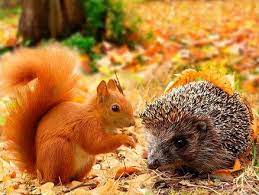zugehoriges bild ausgestopftes tier tiere wild eichhornchen bilder
