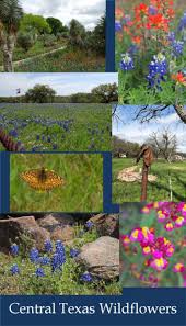 San antonio data center is the first enterprise colocation data center established by any provider in this market. Where To Find Bluebonnets And Other Wildflowers Near San Antonio And Austin Texas Wanderwisdom