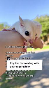 10 Reasons Why Sugar Gliders Should Not Be Kept As Pets - Pethelpful