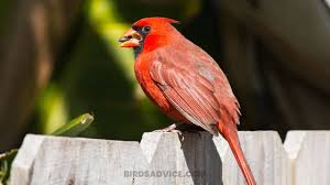 What to do if a baby cardinal falls out of the nest? What Do Cardinals Eat 10 Favorite Foods Birds Advice