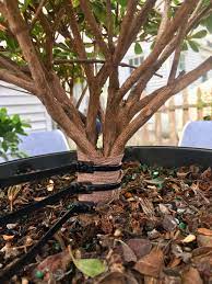 Instead of putting the tree back in the grow tray i planted it in a bonsai pot. Attempting A Trunk Fusion On This 5 Gallon Nursery Stock Azalea Bonsai