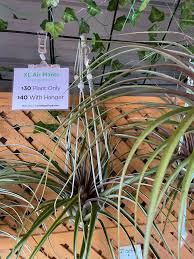Image result for Buchnera capitata
