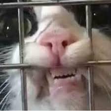 Ormai da tempo i musetti animaletti girano per le strade di roma alla ricerca della loro simpatia, facendo battute pessime che fanno ridere solo loro.aiutaci a farli smettere di fare battute di merda e. Annalisa Taie Annls T Foto E Video Di Instagram Umorismo Sui Gatti Meme Sui Gatti Meme Sugli Animali