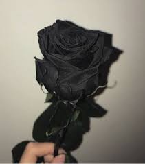 We did not find results for: Black Rose Images On Favim Com