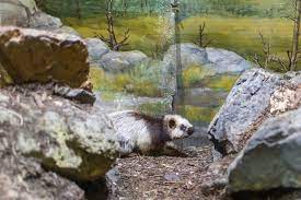 Phloeomys pallidus distribution.png 1,259 × 944; Northern Luzon Giant Cloud Rat Smithsonian S National Zoo