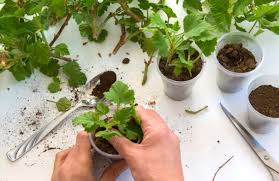 Image result for cuttings of geraniums