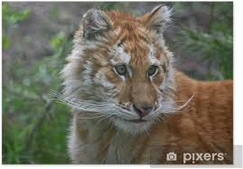 A golden tiger, golden tabby tiger or strawberry tiger is one with an extremely rare colour variation caused by a recessive gene that is currently only found in captive tigers. Poster Golden Tabby Tiger Pixers Wir Leben Um Zu Verandern
