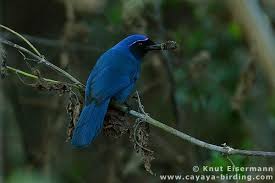 Pin On Birds Of Guatemala