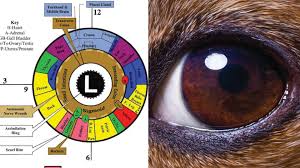 Dog And Cat Iridology Chart