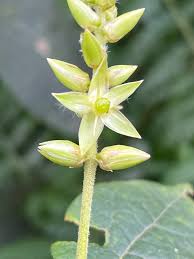 Image result for Sericostachys