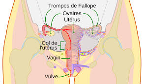 Salpingite traitement naturel