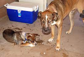 You carefully separate the skin from the body by a few centimeters, then release it. How To Tell If Your Dog Is Dehydrated And What To Do