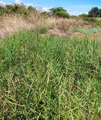 Image result for Paspalum vaginatum