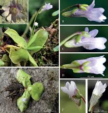 Image result for Lentibulariaceae