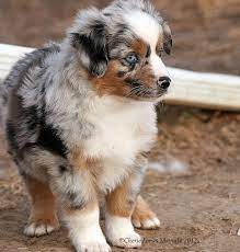Chase N It Farm Mini Aussies Puppies Australian Shepherd Puppies Aussie Puppies Aussie Dogs