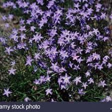 Image result for Wahlenbergia capitata