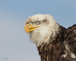 We did not find results for: Bald Eagle Nictitating Membrane Feathered Photography