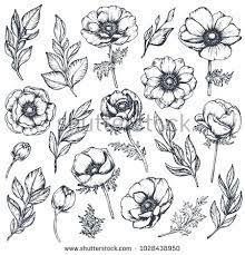 Vector Collection Of Hand Drawn Anemone Flowers Buds And Leaves In Sketch Style Isolated On White Background Beautif How To Draw Hands Anemone Flower Anemone
