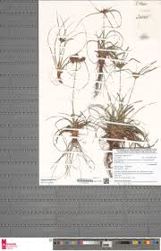 Image result for Cyperus tenax