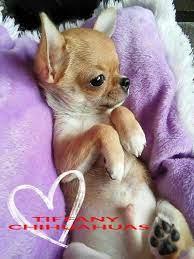 Gucci Very Small Chihuahua Boy Bred By Tiffany Chihuahuas Pomeranians Uk More Info On Our Facebook Teacup Chihuahua Puppies Cute Chihuahua Chihuahua