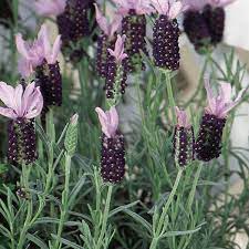 Spanish Lavender Stoechas Lavender Lavandula Stoechas My Garden Life