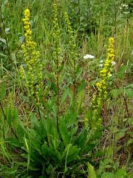 Image result for Solidago simplex