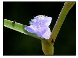 Image result for Cyanotis axillaris