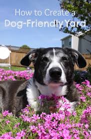 After adding a phone number, wait for the sms with the code, or try requesting it again a few hours later. Pin By Kathy Thimling On Helpful Hints Pets Dog Friendly Backyard Dog Friendly Garden Dog Yard