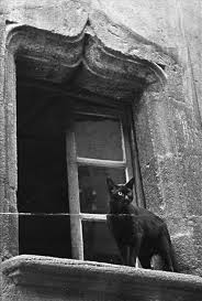 pin by zehra bozkurt on dark gothic cat city black cat cats