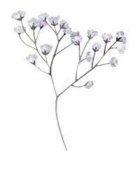You may use this domain in literature without prior coordination or asking for permission. Hand Painted Dry Flower Transparent Png Free White Flower Transparent Background Transparent Png Download 368495 Vippng
