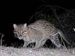 Ini adalah sejenis kucing hutan dengan ukuran kecil. 6 Jenis Kucing Hutan Yang Hampir Punah Cara Memeliharanya