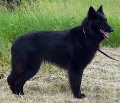Looking for shetland sheepdog puppies for sale? Groenandael Belgian Shepherd Puppies Breed Information Puppies For Sale