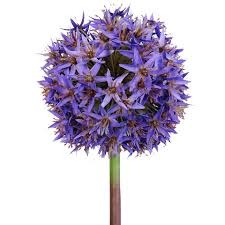 These huge flowers blossom the size of softballs with a gorgeous purple color. 8inch Dia Giant Allium Artificial Flowers For Garden Center Buy Artificial Allium Artificial Onion Flowers Allium Artificial Flowers Product On Alibaba Com