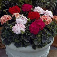 цветущие комнатные комнатные цветы фото и названия и уход за ними 9dd5cbb99ce28d493537ff5228a63a6e Jpg 768 768 Cvety Gerani Semena