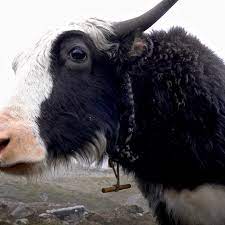 The diet of wild yaks consists largely of grasses and sedges, such as carex, stipa, and kobresia.they also eat a smaller amount of herbs, winterfat shrubs, and mosses, and have even been reported to eat lichen.historically, the main natural predator of the wild yak has been the himalayan wolf, but himalayan brown bears and snow leopards have also been reported as predators in some areas. India Yak Deaths For Humans To Survive Yaks Must Too Bbc News