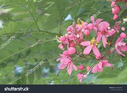 Image result for Cassia agnes