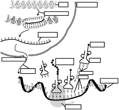 Dna transcription transcription and translation translation biology science biology cat quotes cheat sheets coffin nails quizzes protein. Blank Central Dogma 1 Biology Worksheet Biology Classroom Teaching Biology