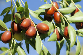 Trova immagini stock hd a tema jujube fruit treeziziphus genus about 40 e milioni di altre foto, illustrazioni e contenuti vettoriali stock royalty free nella vasta raccolta di shutterstock. Lychee Fruit Britannica